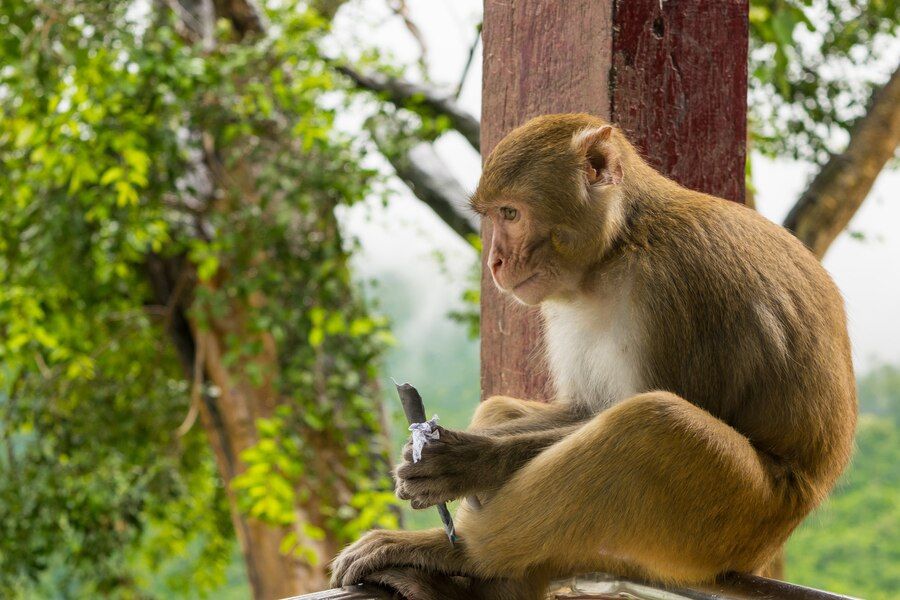 closeup-shot-rhesus-macaque-primate-monkey-sitting-metal-railing-eating-something_181624-684.jpg
